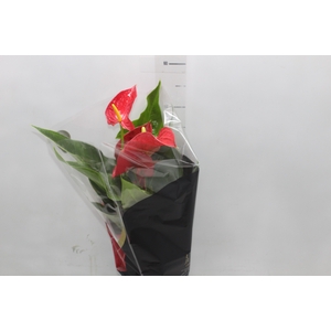 ANTHURIUM MICHIGAN P17 PREMIUM