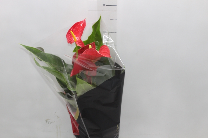 <h4>ANTHURIUM MICHIGAN P17 PREMIUM</h4>