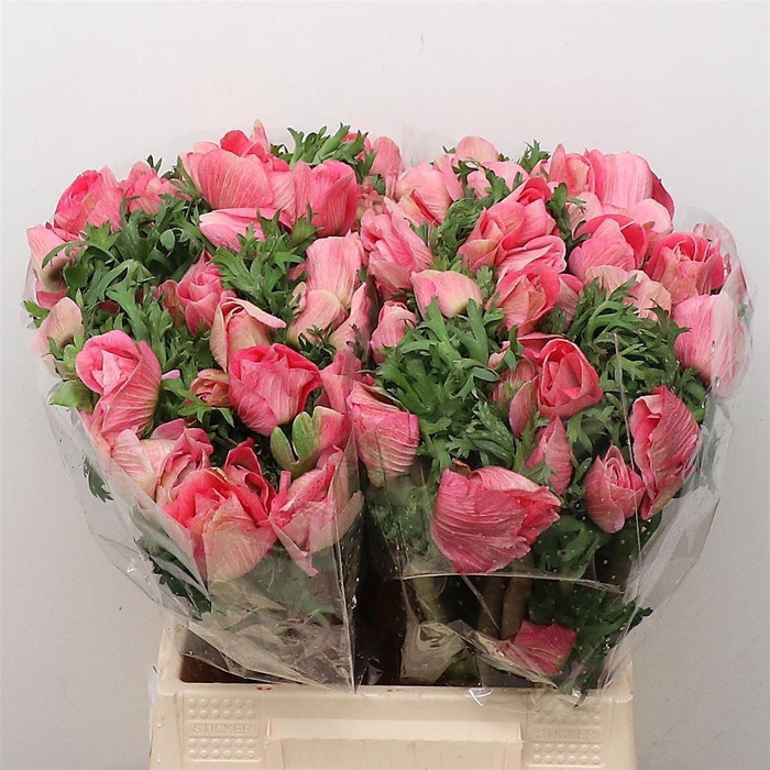 <h4>ANEMONE COR. 'MISTRAL PLUS PINKIE'</h4>