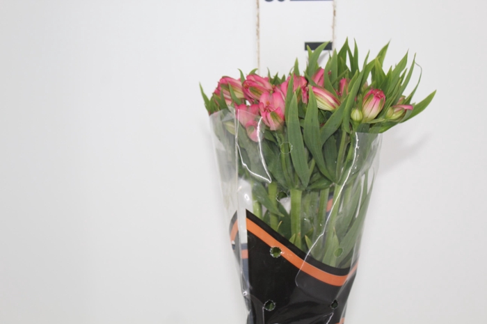 <h4>ALSTROEMERIA TOURMALINE 070 CM ROSA</h4>