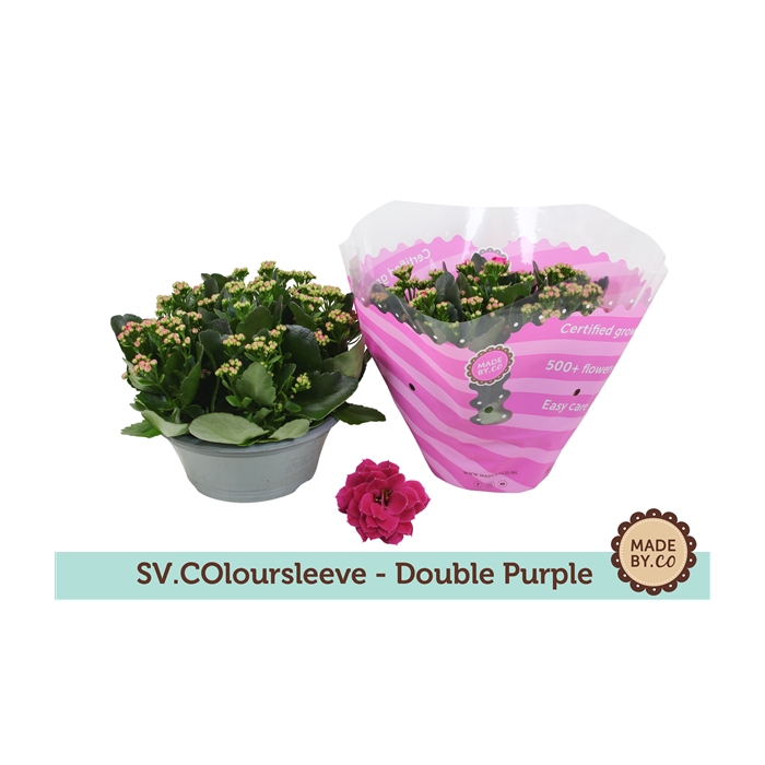<h4>Kalanchoë Double Purple in SV.COloursleeve</h4>