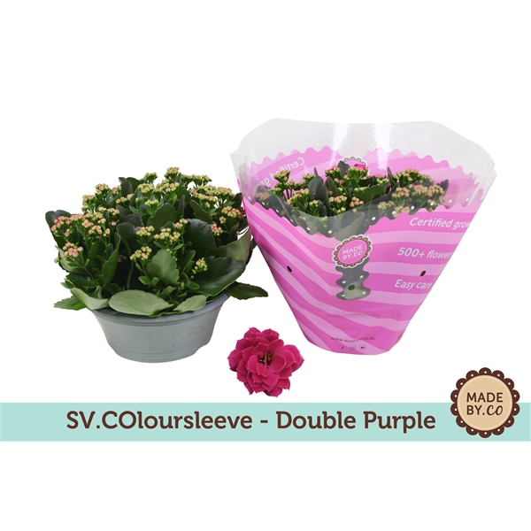 <h4>Kalanchoë Double Purple in SV.COloursleeve</h4>