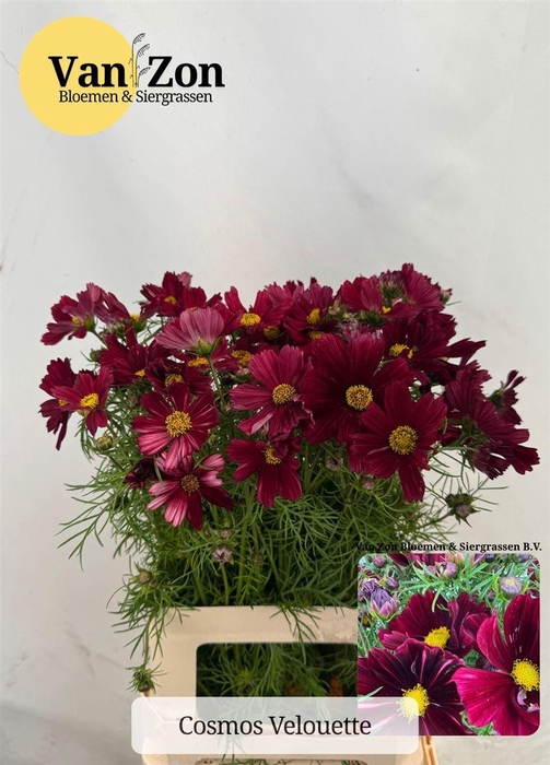 <h4>Cosmos Bipinnatus Velouette</h4>
