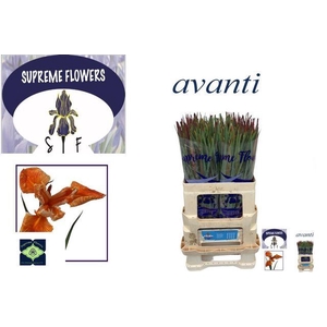 IRIS OVAVANTI ORANGE