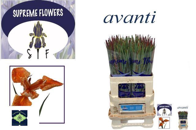<h4>IRIS OVAVANTI ORANGE</h4>