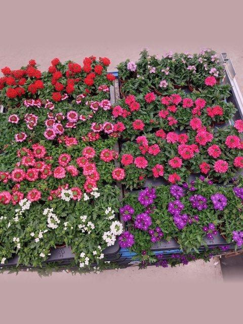 <h4>VERBE DRUMS GEM</h4>