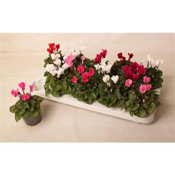 <h4>Cyclamen Verano mix 9 cm</h4>