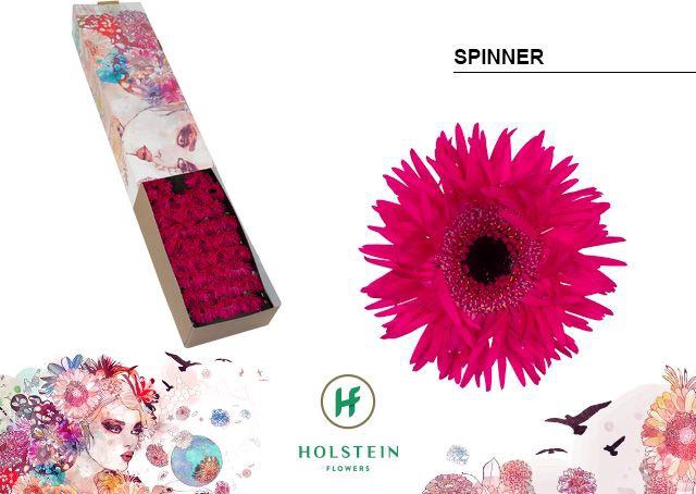 <h4>GE MS GERSP SPINNER</h4>