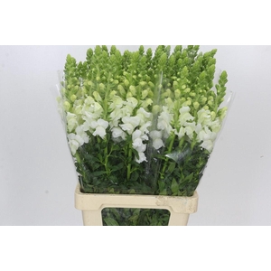 Antirrhinum Potomac Early White