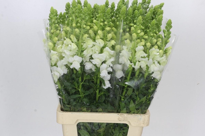<h4>Antirrhinum Potomac Early White</h4>