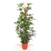 Philodendron pedatum