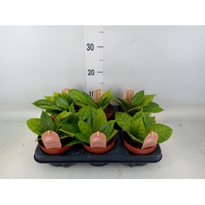 Hoya callistophylla 'KAL 16'