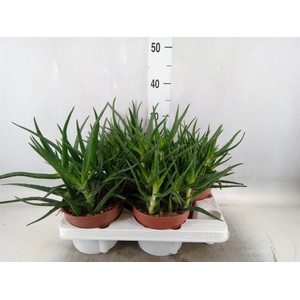 Aloe   ...