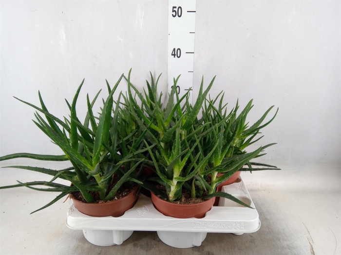 <h4>Aloe   ...</h4>