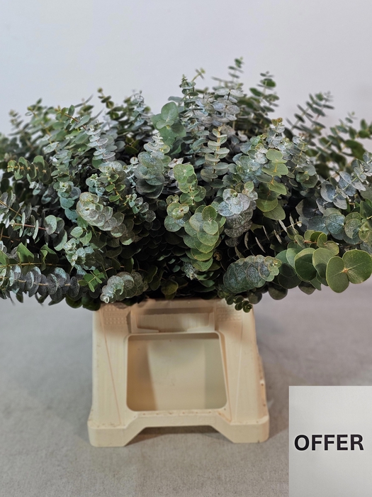 <h4>EUC BABY BLUE PB</h4>