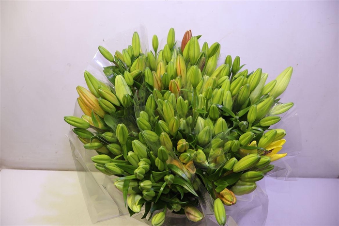 <h4>Li La Gem In Fust X4</h4>