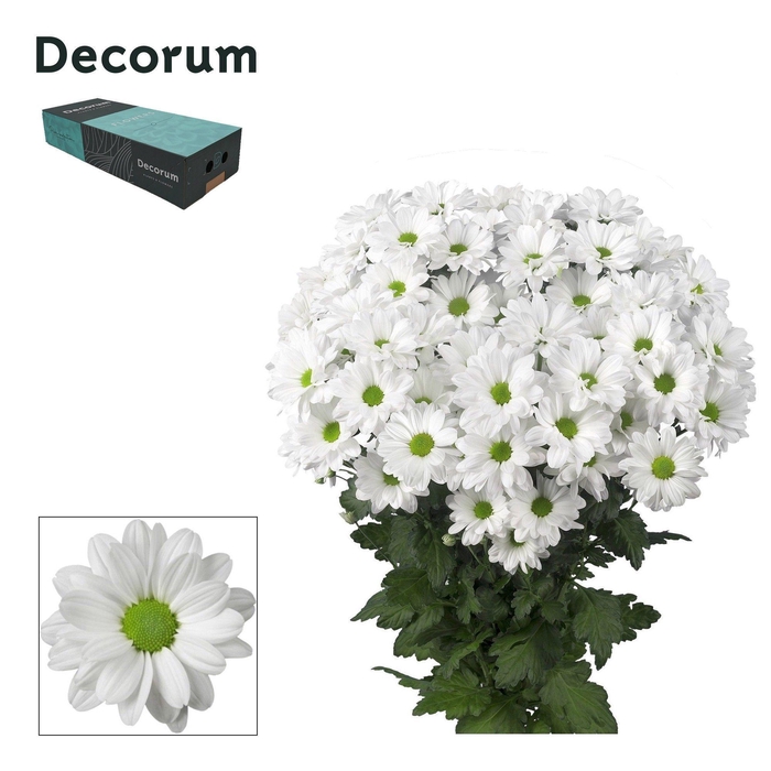 <h4>Chr T Kennedy Decorum exportbox</h4>