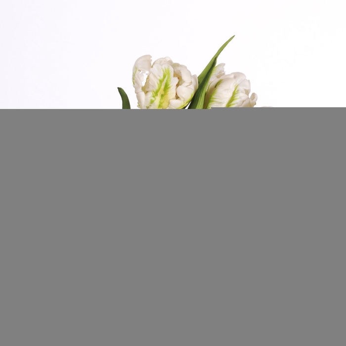 Tulip Bundle White BK770017WHI