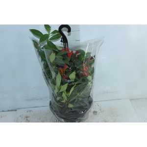 AESCHYNANTHUS SPECIOSUS C21