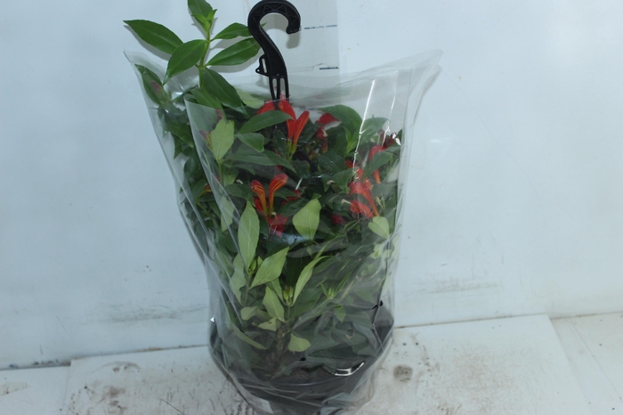 <h4>AESCHYNANTHUS SPECIOSUS C21</h4>