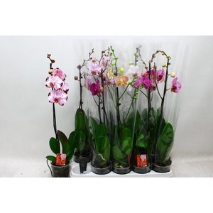 PHAL GEM