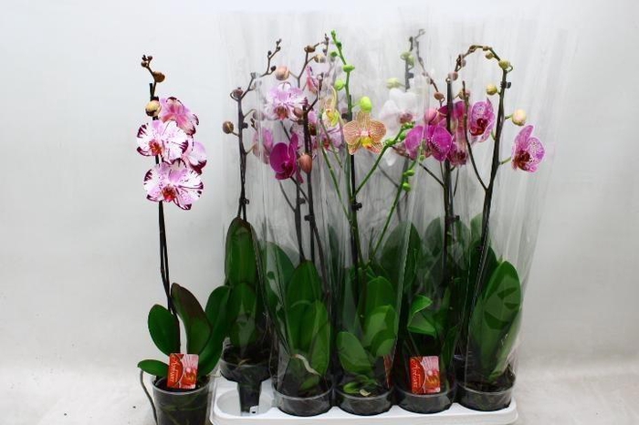 <h4>PHAL GEM</h4>