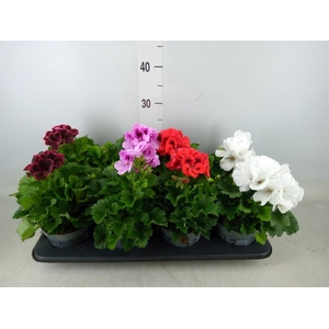 Pelargonium gran.   ..mix