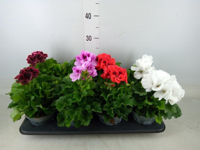 <h4>Pelargonium gran.   ..mix</h4>