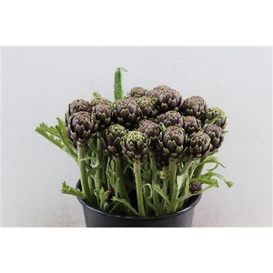 CYNARA SC RUZEN