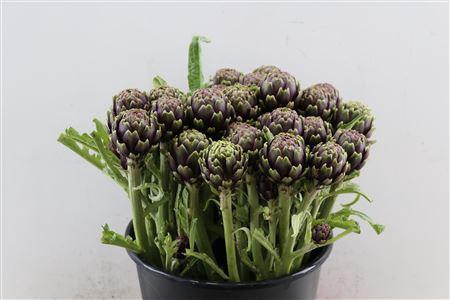 <h4>CYNARA SC RUZEN</h4>