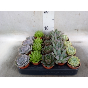 Echeveria   ...mix