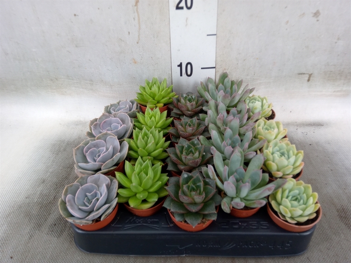 <h4>Echeveria   ...mix</h4>