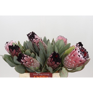 Protea African Didi