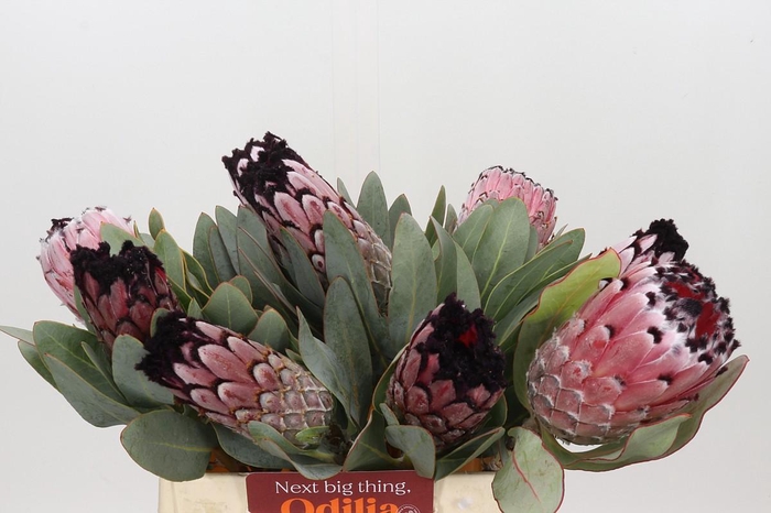 <h4>Protea African Didi</h4>