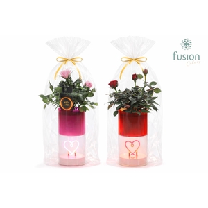 LEDhartlicht planter met Potroos