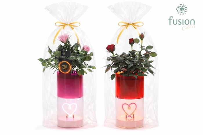 <h4>LEDhartlicht planter met Potroos</h4>