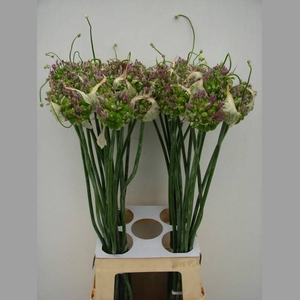ALLIUM GREEN DROPS