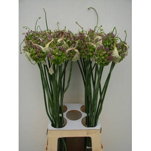 ALLIUM GREEN DROPS