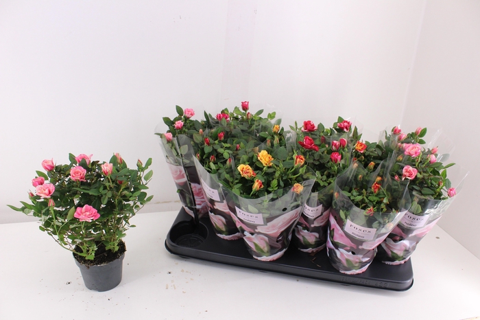 <h4>RO VICTORY GEM</h4>