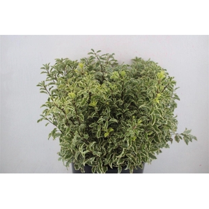 Pitto Nigra 150gr P Bunch