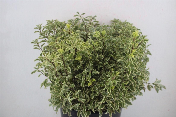 <h4>Pitto Nigra 150gr P Bunch</h4>