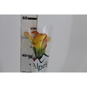 CALLA CALLISTA 050 CM