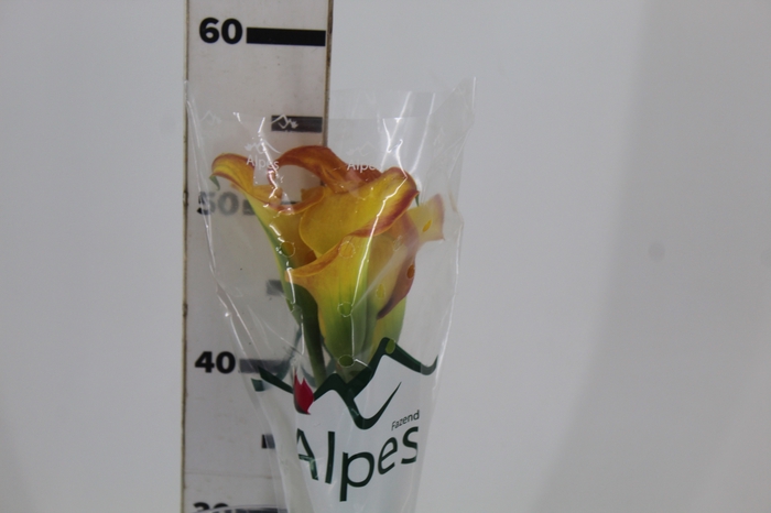 CALLA CALLISTA 050 CM