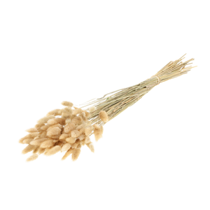 Lagurus Ovatus 100gr Natural