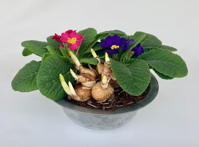 <h4>Primula Zink Schaal (1x Tete, 2x Prim)</h4>