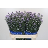 Aster Cassandra