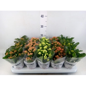Kalanchoe blos.   ..rosebud mix  5
