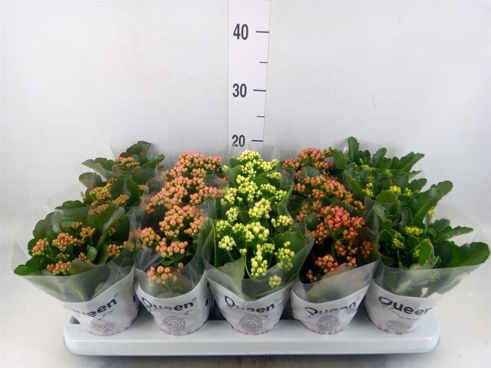 <h4>Kalanchoe blos.   ..rosebud mix  5</h4>