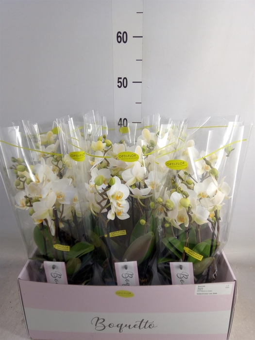 <h4>Phalaenopsis multi.   ...white</h4>