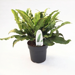 Asplenium scolopendrium